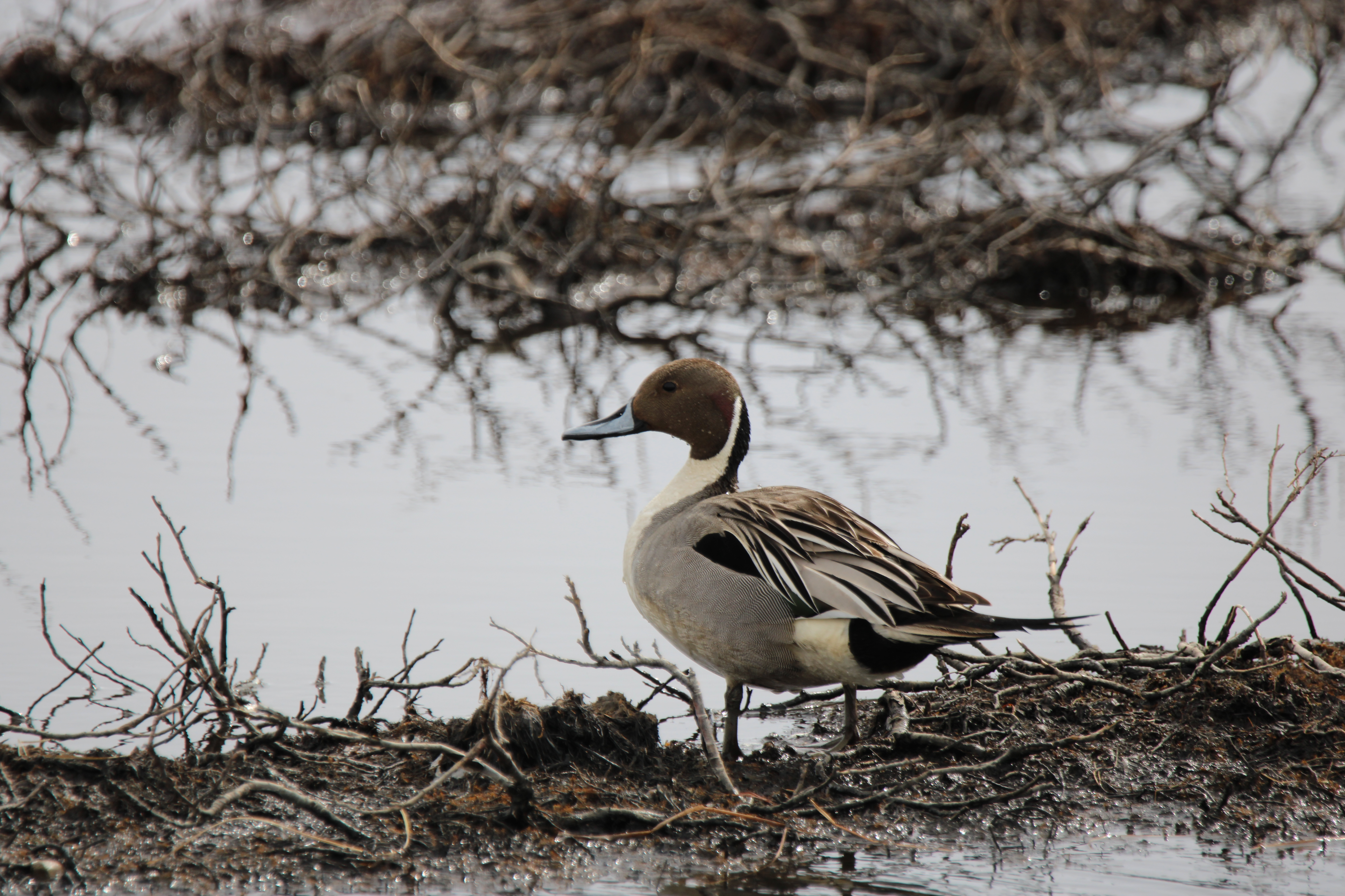 Northern Pintail